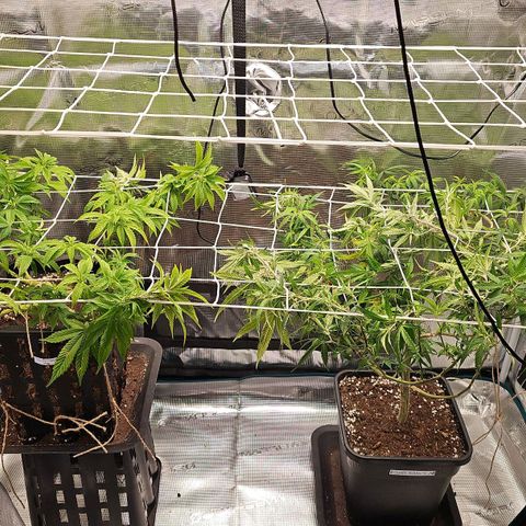 Tropicanna Poison F1 #2 growlog timeline photo