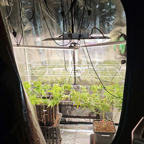 Tropicanna Poison F1 #2 growlog timeline photo