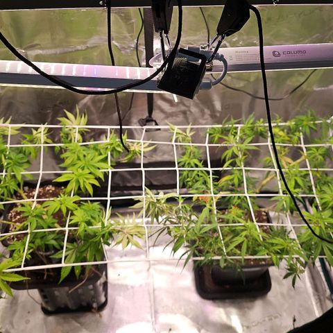 Tropicanna Poison F1 #2 growlog timeline photo