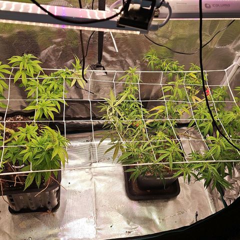 Tropicanna Poison F1 #2 growlog timeline photo