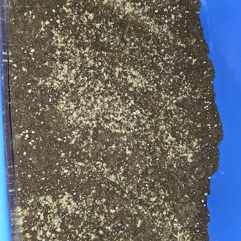 Tropicanna Poison F1 #2 growlog timeline photo
