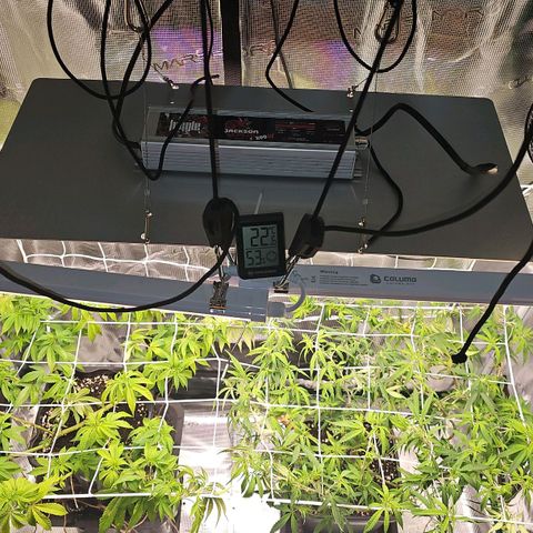 Tropicanna Poison F1 #2 growlog timeline photo