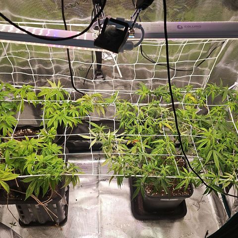 Tropicanna Poison F1 #2 growlog timeline photo