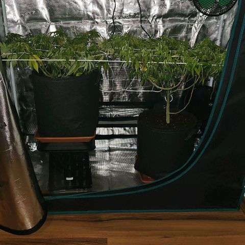 Tropicanna Poison F1 #2 growlog timeline photo