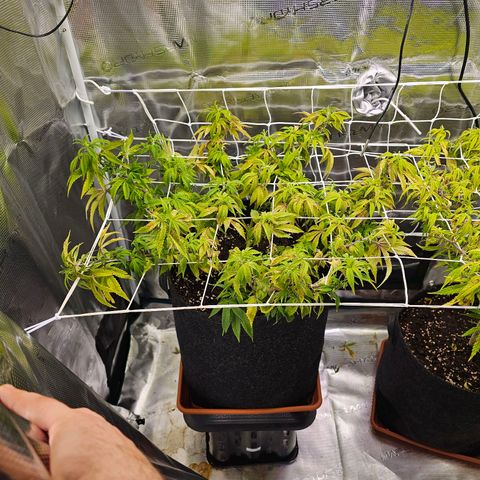 Tropicanna Poison F1 #2 growlog timeline photo