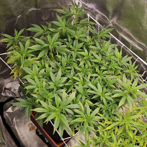 Tropicanna Poison F1 #2 growlog timeline photo