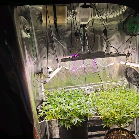Tropicanna Poison F1 #2 growlog timeline photo