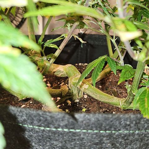 Tropicanna Poison F1 #2 growlog timeline photo