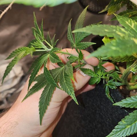 Tropicanna Poison F1 #2 growlog timeline photo