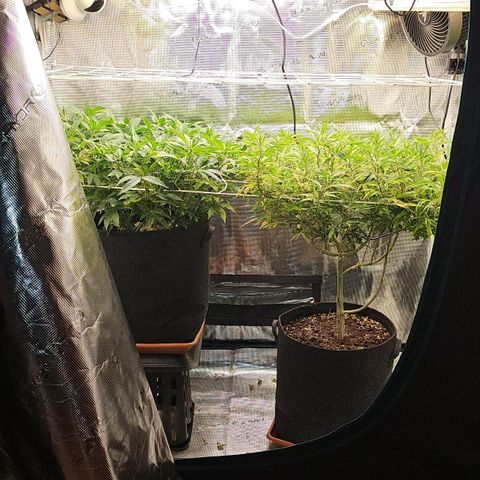 Tropicanna Poison F1 #2 growlog timeline photo