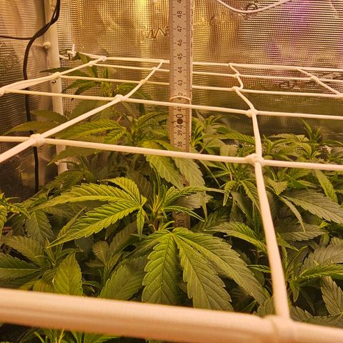 Tropicanna Poison F1 #2 growlog timeline photo