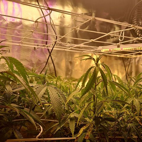 Tropicanna Poison F1 #2 growlog timeline photo