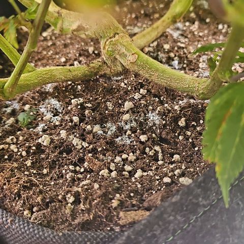 Tropicanna Poison F1 #2 growlog timeline photo