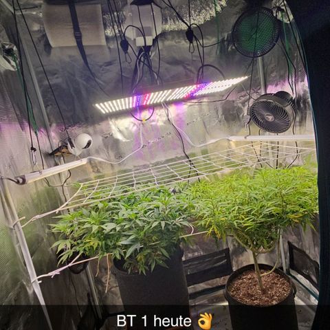 Tropicanna Poison F1 #2 growlog timeline photo