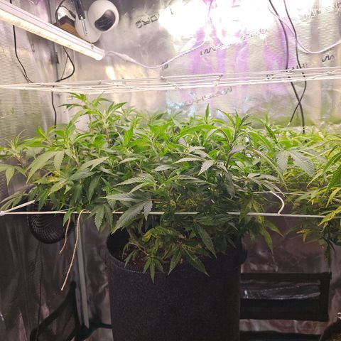 Tropicanna Poison F1 #2 growlog timeline photo