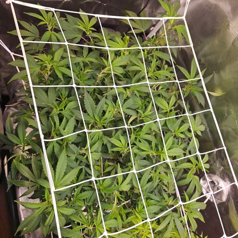Tropicanna Poison F1 #2 growlog timeline photo
