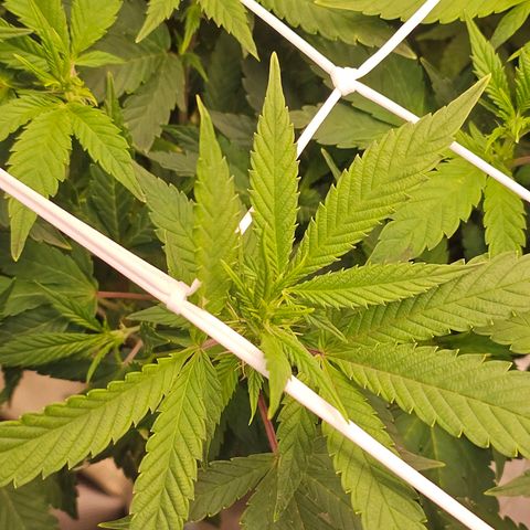 Tropicanna Poison F1 #2 growlog timeline photo