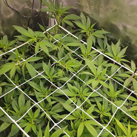 Tropicanna Poison F1 #2 growlog timeline photo