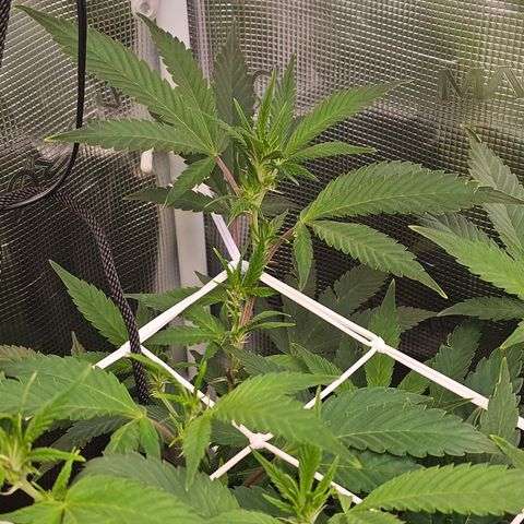 Tropicanna Poison F1 #2 growlog timeline photo