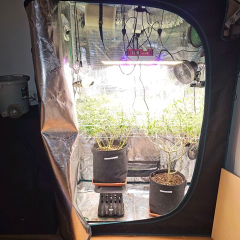 Tropicanna Poison F1 #2 growlog timeline photo