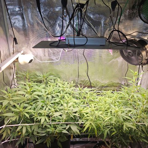 Tropicanna Poison F1 #2 growlog timeline photo