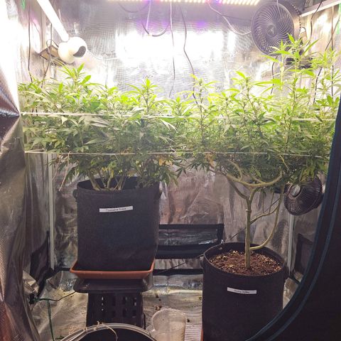 Tropicanna Poison F1 #2 growlog timeline photo