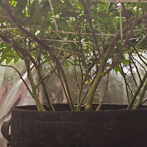 Tropicanna Poison F1 #2 growlog timeline photo
