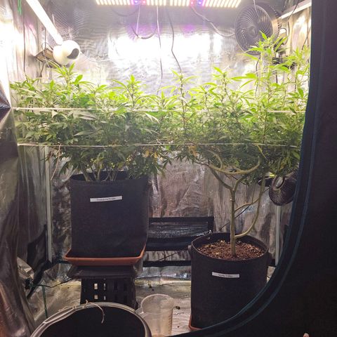 Tropicanna Poison F1 #2 growlog timeline photo