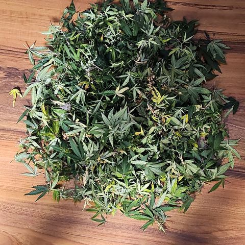 Tropicanna Poison F1 #2 growlog timeline photo