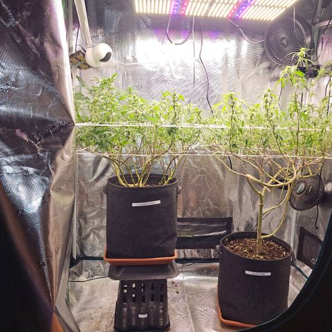 Tropicanna Poison F1 #2 growlog timeline photo