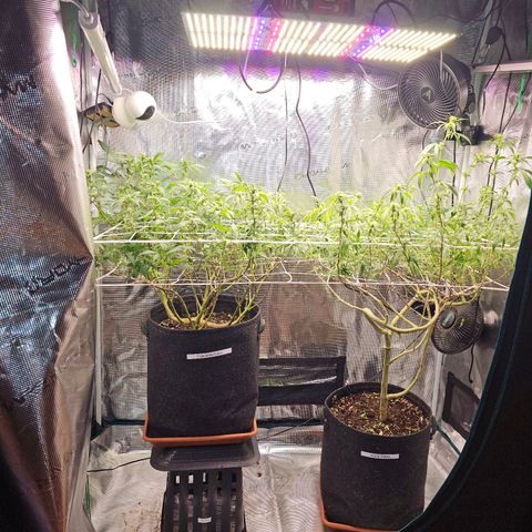 Tropicanna Poison F1 #2 growlog timeline photo