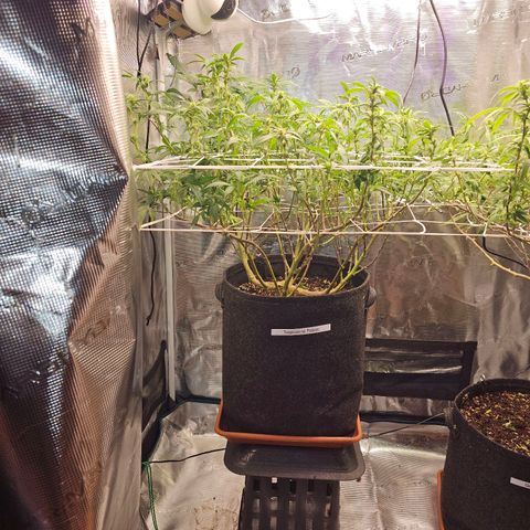 Tropicanna Poison F1 #2 growlog timeline photo