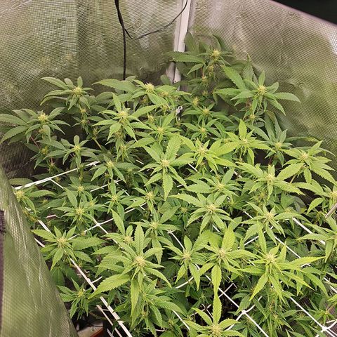 Tropicanna Poison F1 #2 growlog timeline photo