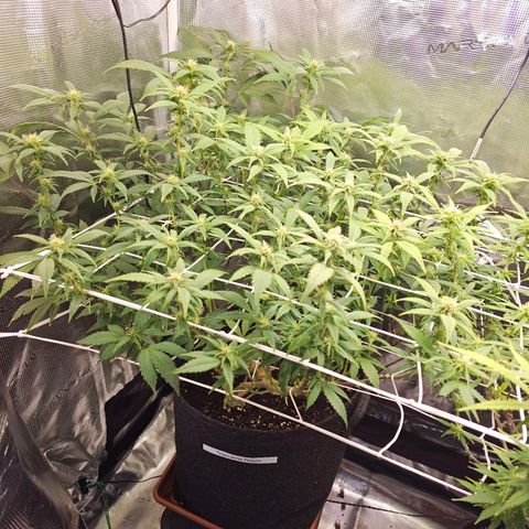 Tropicanna Poison F1 #2 growlog timeline photo