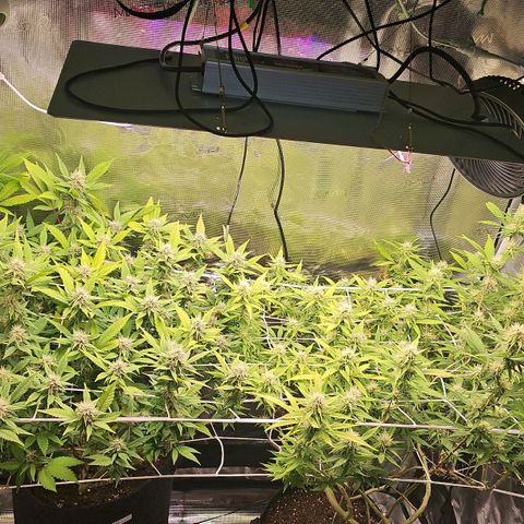 Tropicanna Poison F1 #2 growlog timeline photo