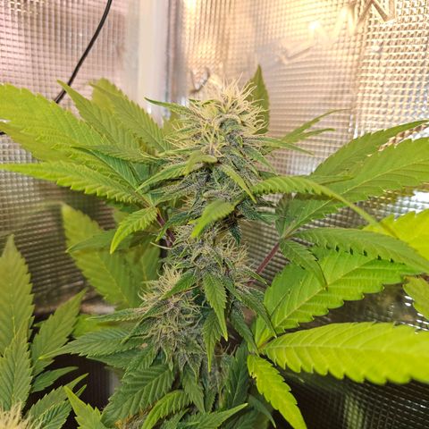 Tropicanna Poison F1 #2 growlog timeline photo
