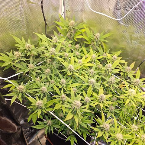 Tropicanna Poison F1 #2 growlog timeline photo