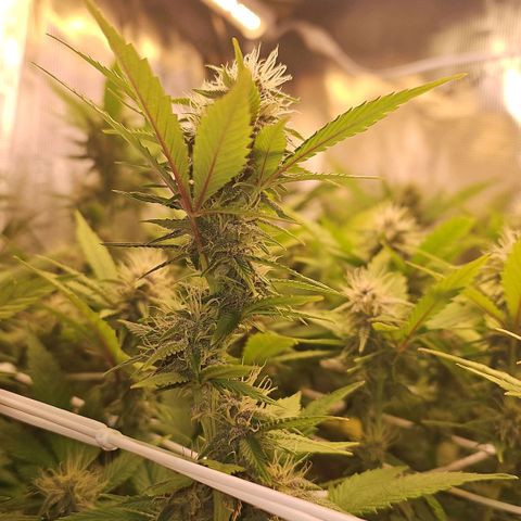 Tropicanna Poison F1 #2 growlog timeline photo