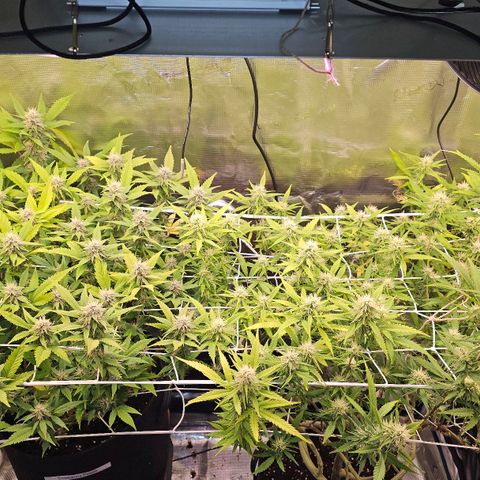 Tropicanna Poison F1 #2 growlog timeline photo