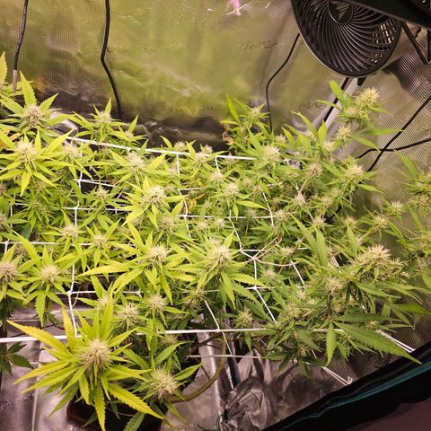 Tropicanna Poison F1 #2 growlog timeline photo