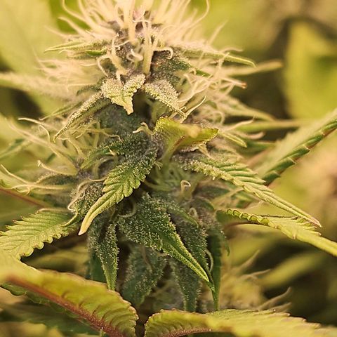 Tropicanna Poison F1 #2 growlog timeline photo