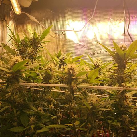 Tropicanna Poison F1 #2 growlog timeline photo