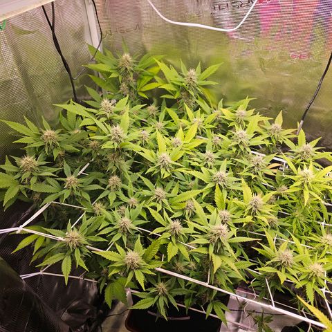 Tropicanna Poison F1 #2 growlog timeline photo