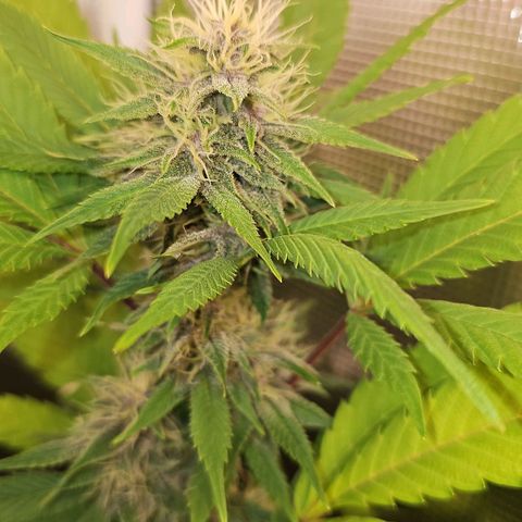 Tropicanna Poison F1 #2 growlog timeline photo