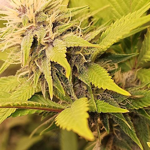 Tropicanna Poison F1 #2 growlog timeline photo