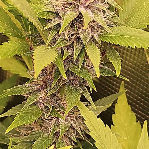 Tropicanna Poison F1 #2 growlog timeline photo