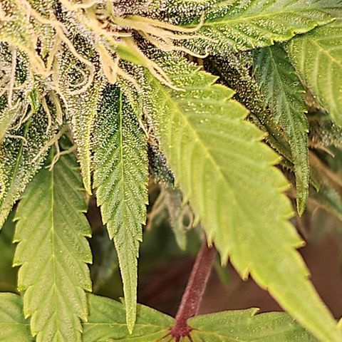 Tropicanna Poison F1 #2 growlog timeline photo