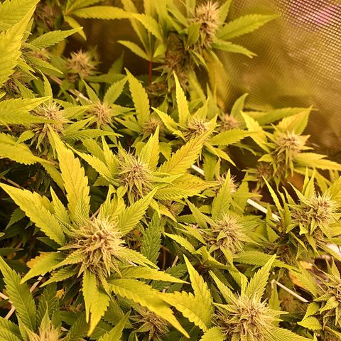 Tropicanna Poison F1 #2 growlog timeline photo