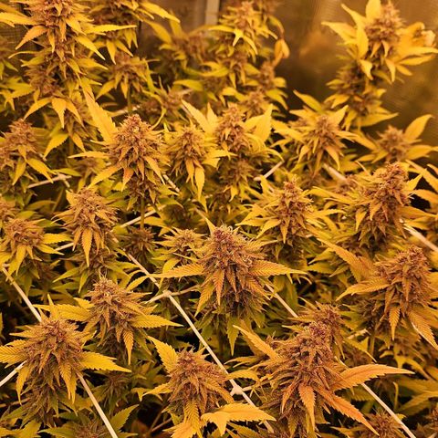 Tropicanna Poison F1 #2 growlog timeline photo