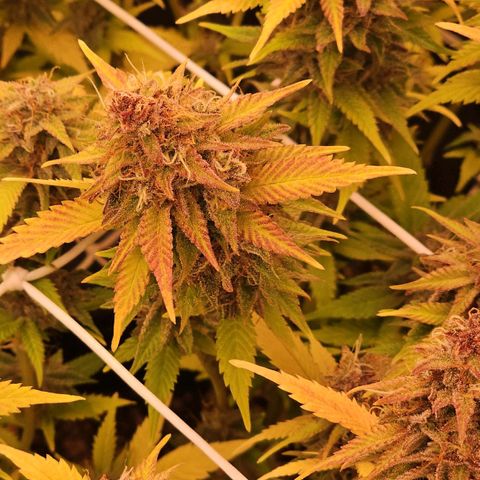 Tropicanna Poison F1 #2 growlog timeline photo